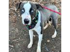 Adopt Emory a Husky, Pit Bull Terrier