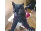 Adopt Kiki a Domestic Short Hair