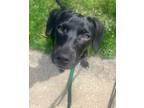 Adopt Unita a Labrador Retriever, Mixed Breed