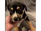 Adopt Lady Bug **Off-Site Foster Home** a Mixed Breed