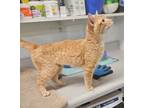 Adopt Chloe a American Shorthair