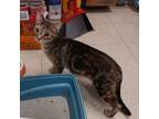 Adopt Katie a American Shorthair