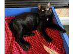 Adopt Cricket a Domestic Short Hair