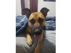 Adopt Riley a German Shepherd Dog