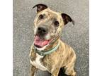 Adopt Greta a Pit Bull Terrier