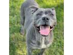 Adopt PHOENIX a Pit Bull Terrier