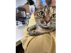 Adopt Star a Domestic Short Hair