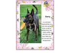 Adopt Darcy a Dutch Shepherd