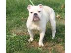 Adopt Bailey (Spayed) (In Foster Care) (Photos 8/2/2023) (Special Needs: Deaf) a