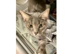 Adopt DOCTOR GRAY (Spayed!) a Tabby, Domestic Short Hair