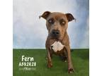 Adopt FERN a Pit Bull Terrier, Mixed Breed