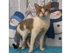 Adopt Omar a Domestic Short Hair