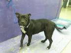 Adopt MILLIE a Staffordshire Bull Terrier, Mixed Breed