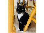 Adopt Gemma a Tuxedo