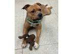 Adopt Pear a Pit Bull Terrier