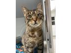 Adopt Juno a Domestic Short Hair