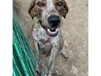 Adopt Sadie a Mountain Cur