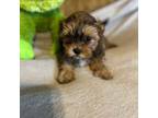 Shih-Poo Puppy for sale in Nathalie, VA, USA