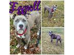 Adopt Eggroll a American Staffordshire Terrier, Pit Bull Terrier