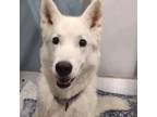 Adopt Anui a White German Shepherd, Husky