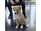 Adopt Beth a Jack Russell Terrier, Mixed Breed