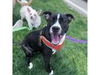 Adopt Charlotte a Boxer, Pit Bull Terrier