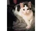 Adopt Lili a Domestic Short Hair