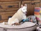 Adopt 23-128 Sansa needs adopter or foster a Siberian Husky