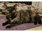 Adopt Tatiana a Tortoiseshell