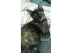 Adopt Tortie a Tortoiseshell