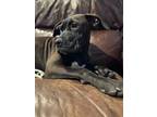 Adopt Pippie a Labrador Retriever, Pit Bull Terrier