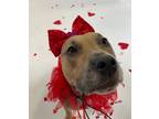 Adopt Willow a Pit Bull Terrier