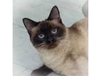 Adopt Shebina a Siamese, Tortoiseshell