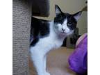 Adopt Crue a Domestic Short Hair