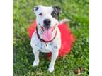 Adopt Bebe a Dalmatian, Mixed Breed