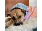 Adopt Meadow a Mixed Breed