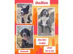 Adopt Dallas a Border Collie