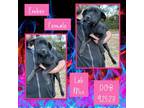 Adopt Ember a Labrador Retriever, Black Labrador Retriever
