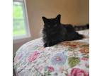 Adopt Midnight a Maine Coon, Domestic Long Hair