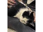 Adopt Lucy a Domestic Short Hair, Tuxedo