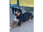 Adopt Hoku a Mixed Breed