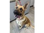 Adopt Zeus a German Shepherd Dog