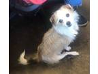 Adopt Max a Jack Russell Terrier, Feist