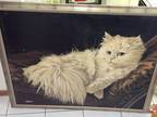Vintage! Letterman Giclee Oil Painting “The Resting Cat, Cashmere” LOCAL
