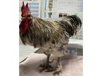 Adopt Serrano Rooster a Chicken