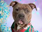 Adopt JERICHO a Pit Bull Terrier