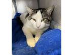 Adopt Griswold a Domestic Short Hair