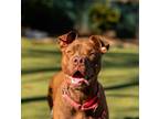 Adopt Kelso a Labrador Retriever, Pit Bull Terrier