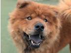 Adopt Mufasa a Chow Chow