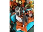 Adopt Boss a American Staffordshire Terrier